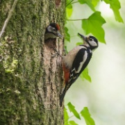 Great spotted Woodpecker - Cornwall UK